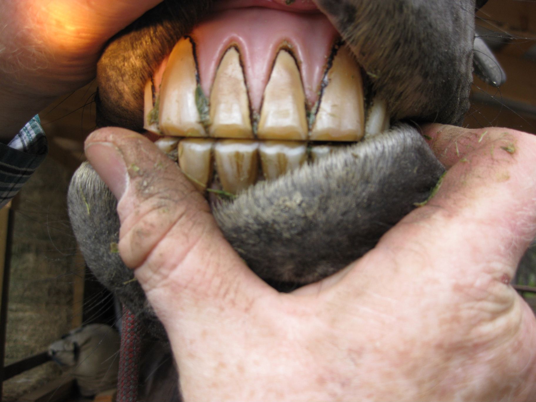 Proper Incisor Alignment – Canadian Association of Equine Dental ...